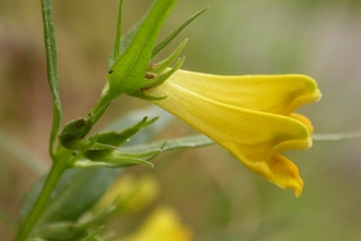 Common Cow-wheat