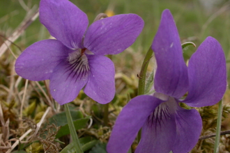 Common Dog-violet