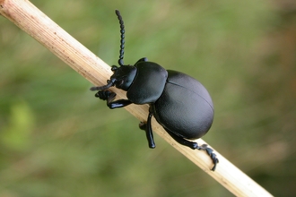 Bloody-nosed Beetle