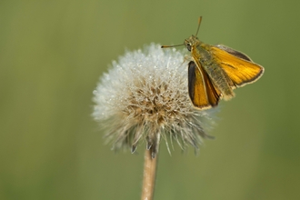 Small Skipper