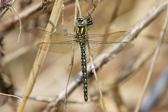 Hairy Dragonfly