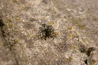 Zebra Spider