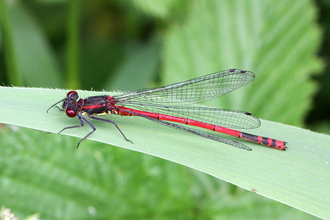 Large Red Damselfly