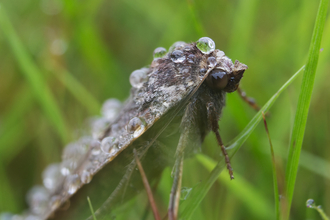 Large Yellow Underwing moth