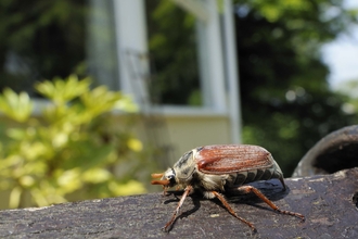 Common Cockchafer