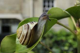 White-lipped Snail