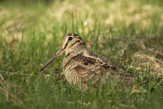 Woodcock