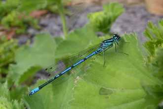 Azure Damselfly