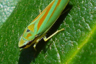 Rhododendron Leafhopper