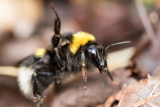 Garden Bumblebee