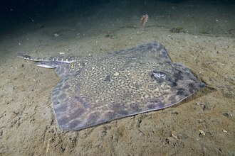 Thornback ray