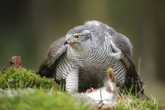 Birds of prey  Shropshire Wildlife Trust