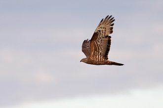 Birds of prey  Shropshire Wildlife Trust