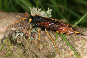 Giant horntail