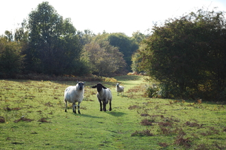 Llynclys Common