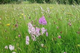 Melverley Meadows