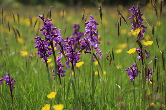 Leave Shropshire Wildlife Trust a gift in your will