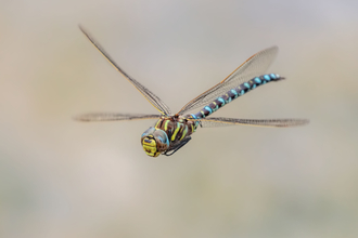 Common Hawker dragonfly in flight