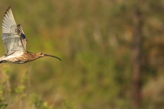 Curlew Jon Hawkins