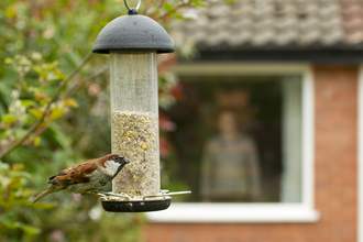 Feed the birds 2 - Ben Hall