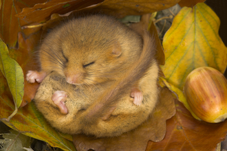 Hibernating Dormouse - Danny Green