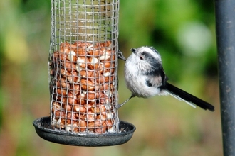 Feeds the birds project