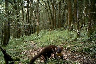 Adopt a Shropshire pine marten