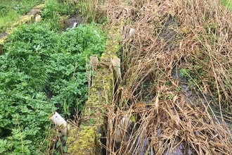 Lightmoor flood meadow