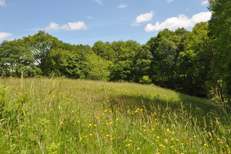 Button Oak Meadow