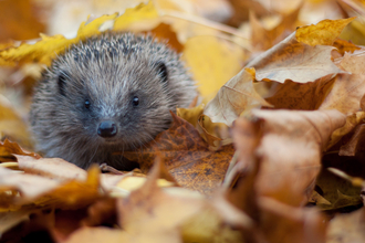 Hedgehog Tom Marshall