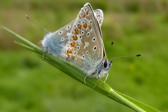 Photograph by Kate Evens - Catherton Common