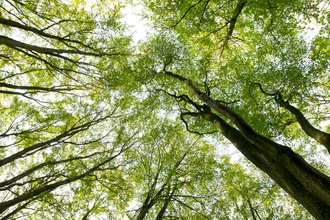 Tree canopy - Ben Hall