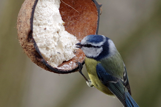 Blue Tit Gillian Day