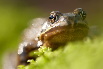 Common Frog