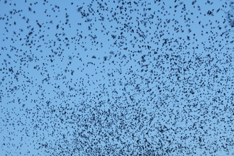 Starling murmuration 1