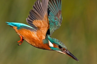 Kingfisher flying