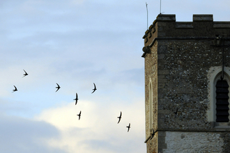 Swifts around Church tower