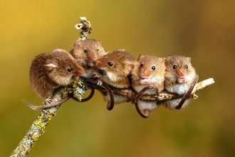 Harvest mice on stick