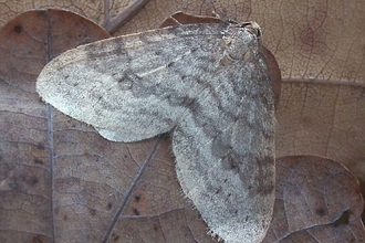 Northern winter moth