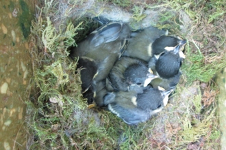 Blue Tit chicks