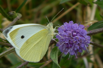 Ruewood Butterflies