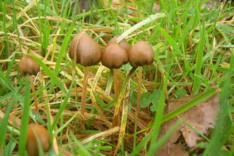 Liberty cap