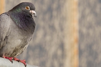 Rock Dove