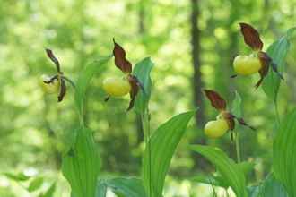 Ladys Slipper Orchid