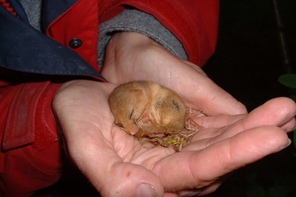 Dormouse in hand