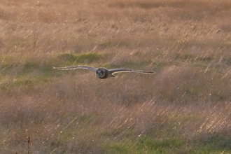 Short eared owl