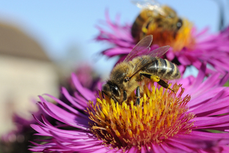 Bee garden flower