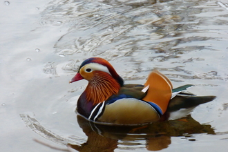 Mandarin duck