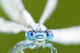 Common blue damselfly