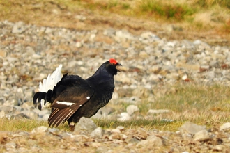 Black grouse by Mike Bell